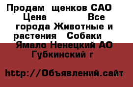 Продам ,щенков САО. › Цена ­ 30 000 - Все города Животные и растения » Собаки   . Ямало-Ненецкий АО,Губкинский г.